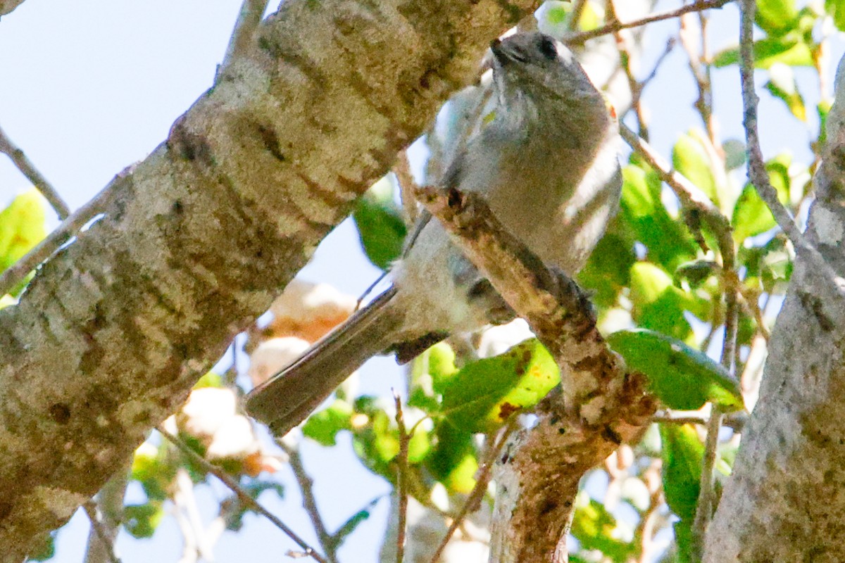 Oak Titmouse - ML643334924