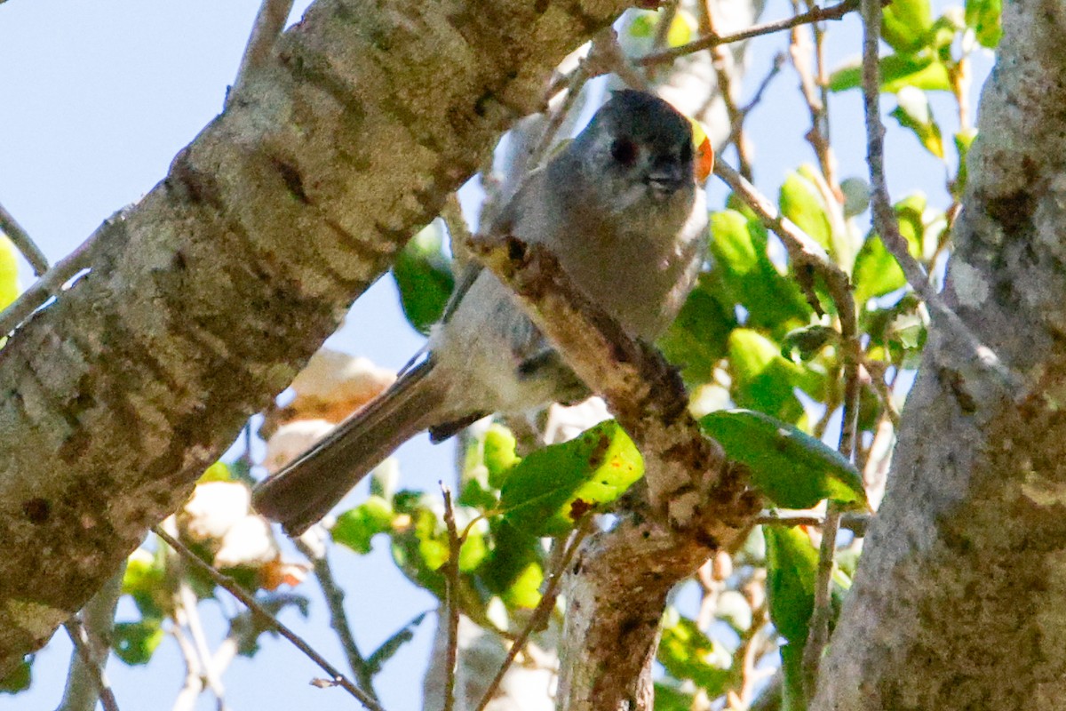 Oak Titmouse - ML643334925