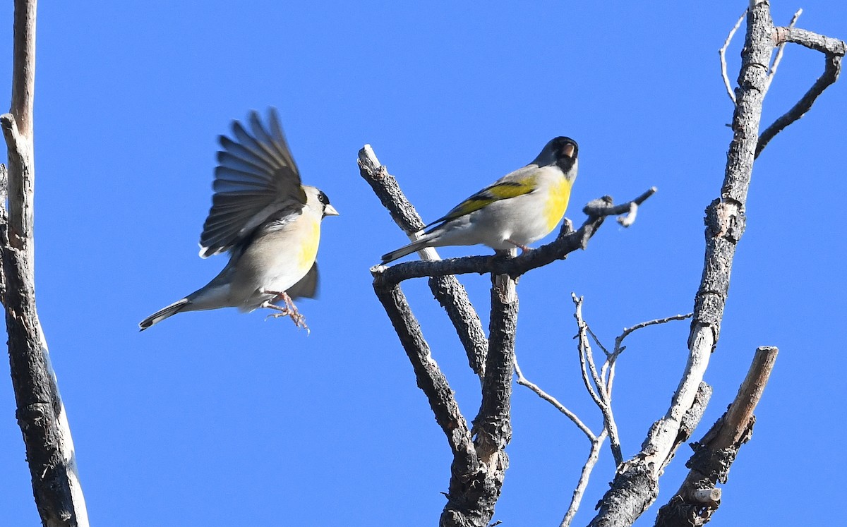 Lawrence's Goldfinch - ML643334941