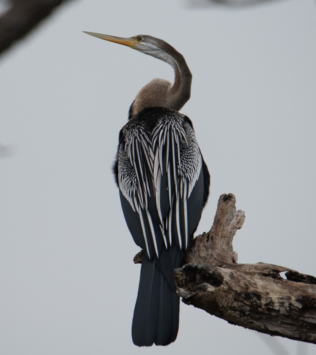 anhinga indomalajská - ML643334942