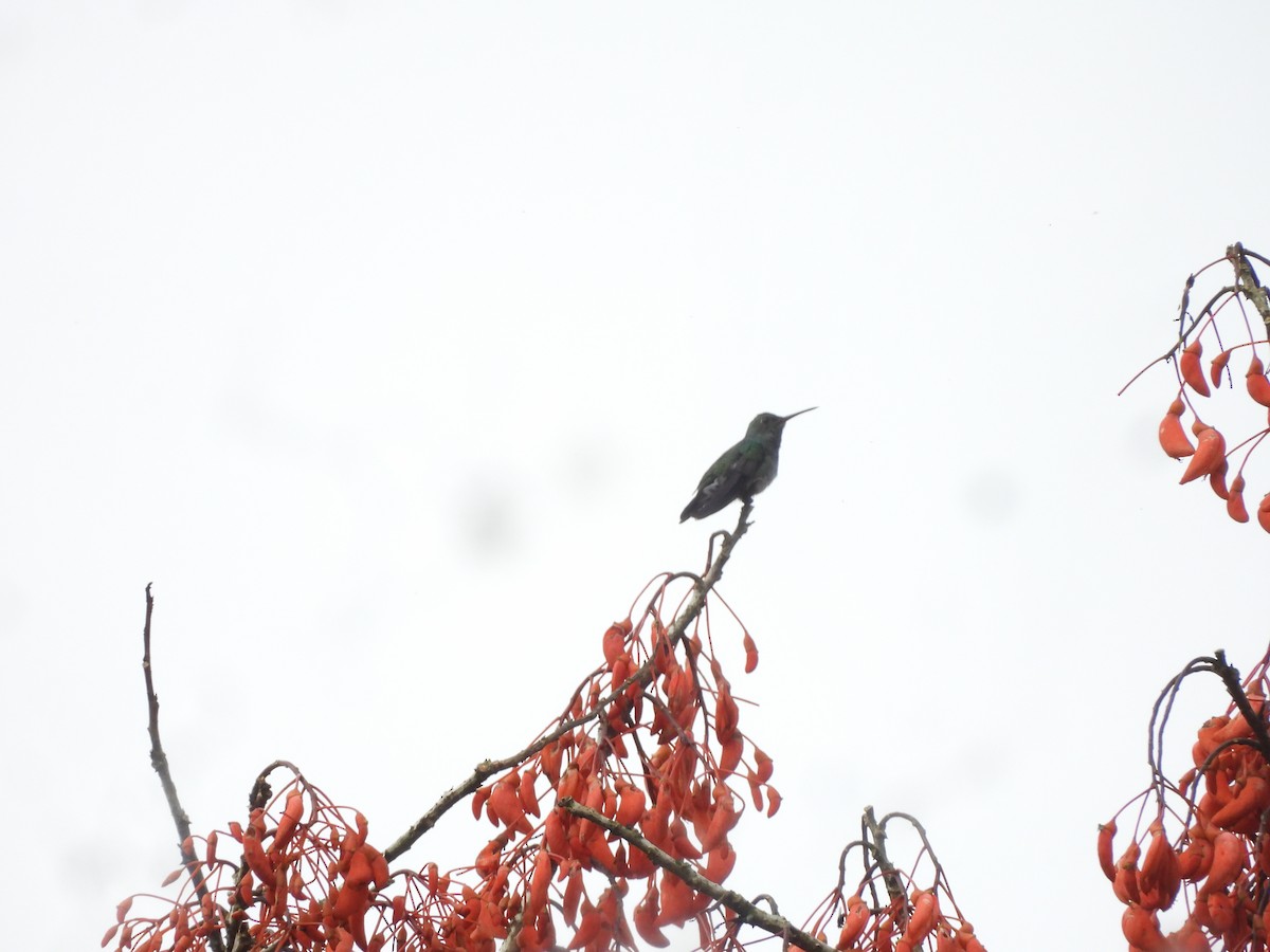 Glittering-throated Emerald - ML643334947