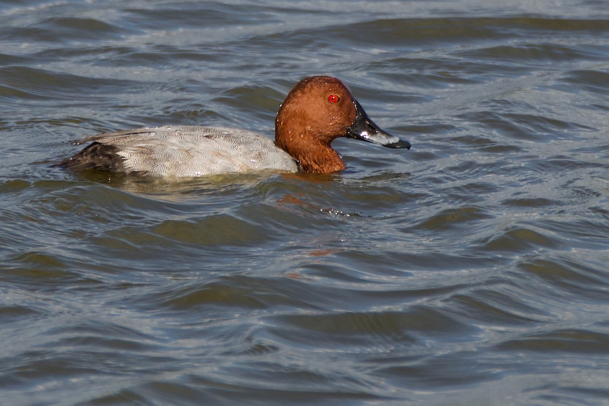 polák velký - ML643334948