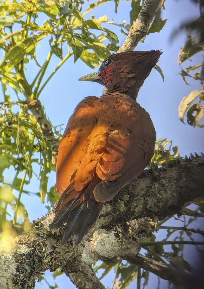 Waved Woodpecker - ML643334964