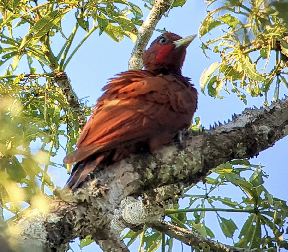 Waved Woodpecker - ML643334965
