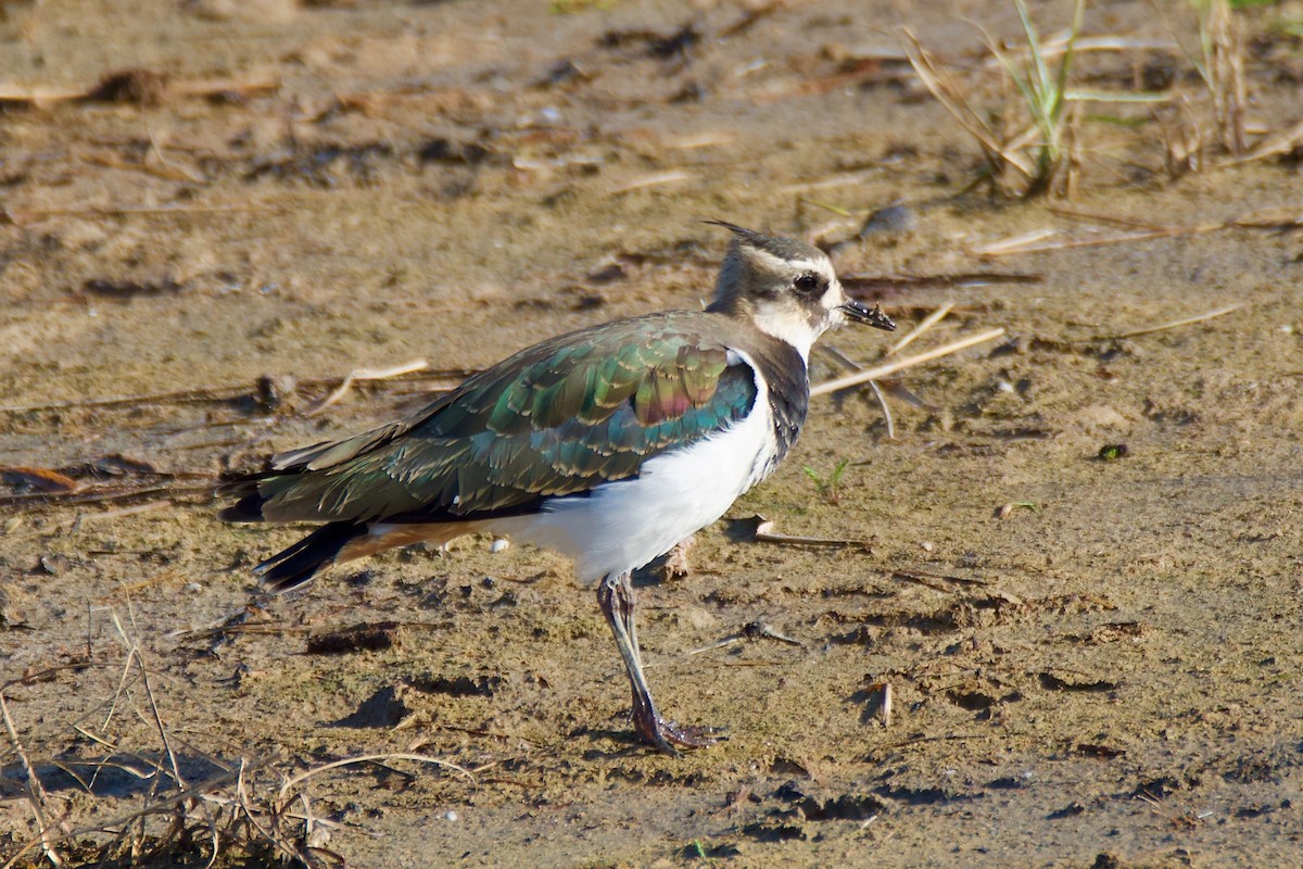 čejka chocholatá - ML643334966