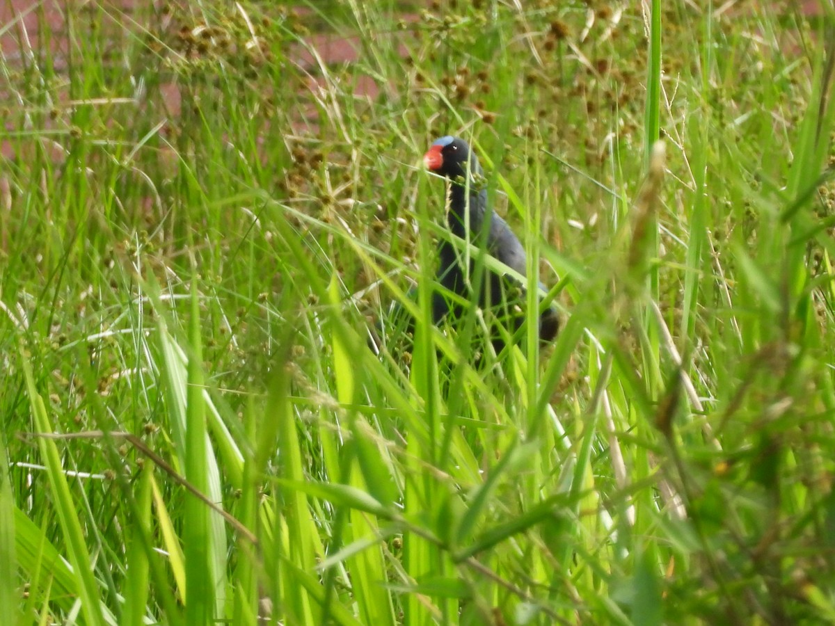 Purple Gallinule - ML643334968