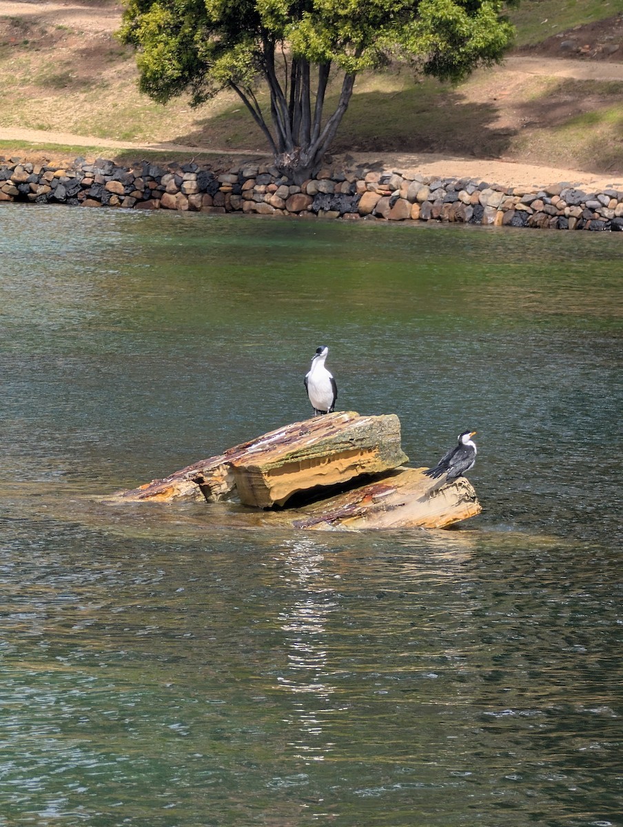 Black-faced Cormorant - ML643334969