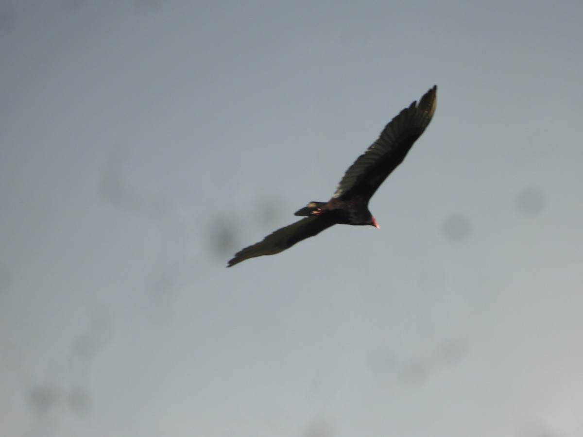 Turkey Vulture - ML643334981