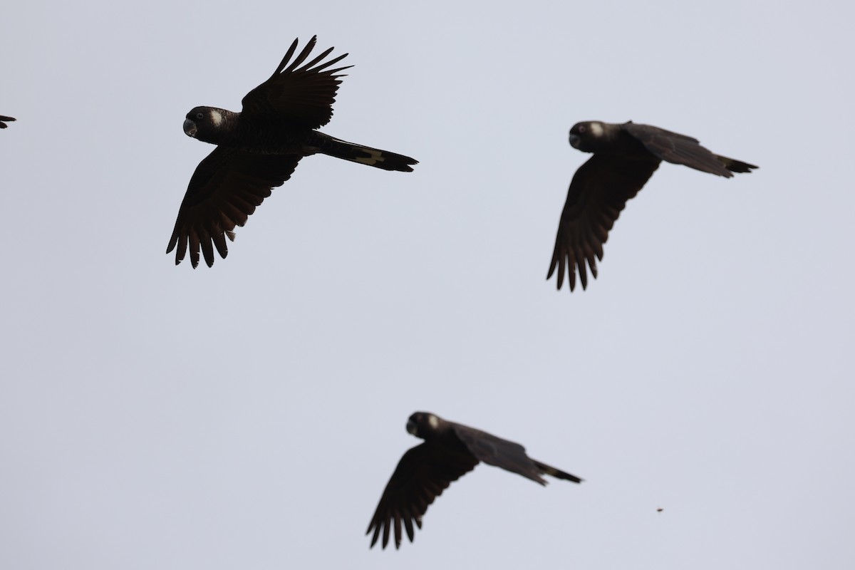 Carnaby's Black-Cockatoo - ML643334996
