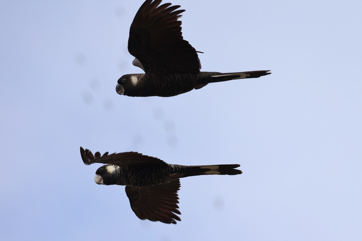Carnaby's Black-Cockatoo - ML643334998