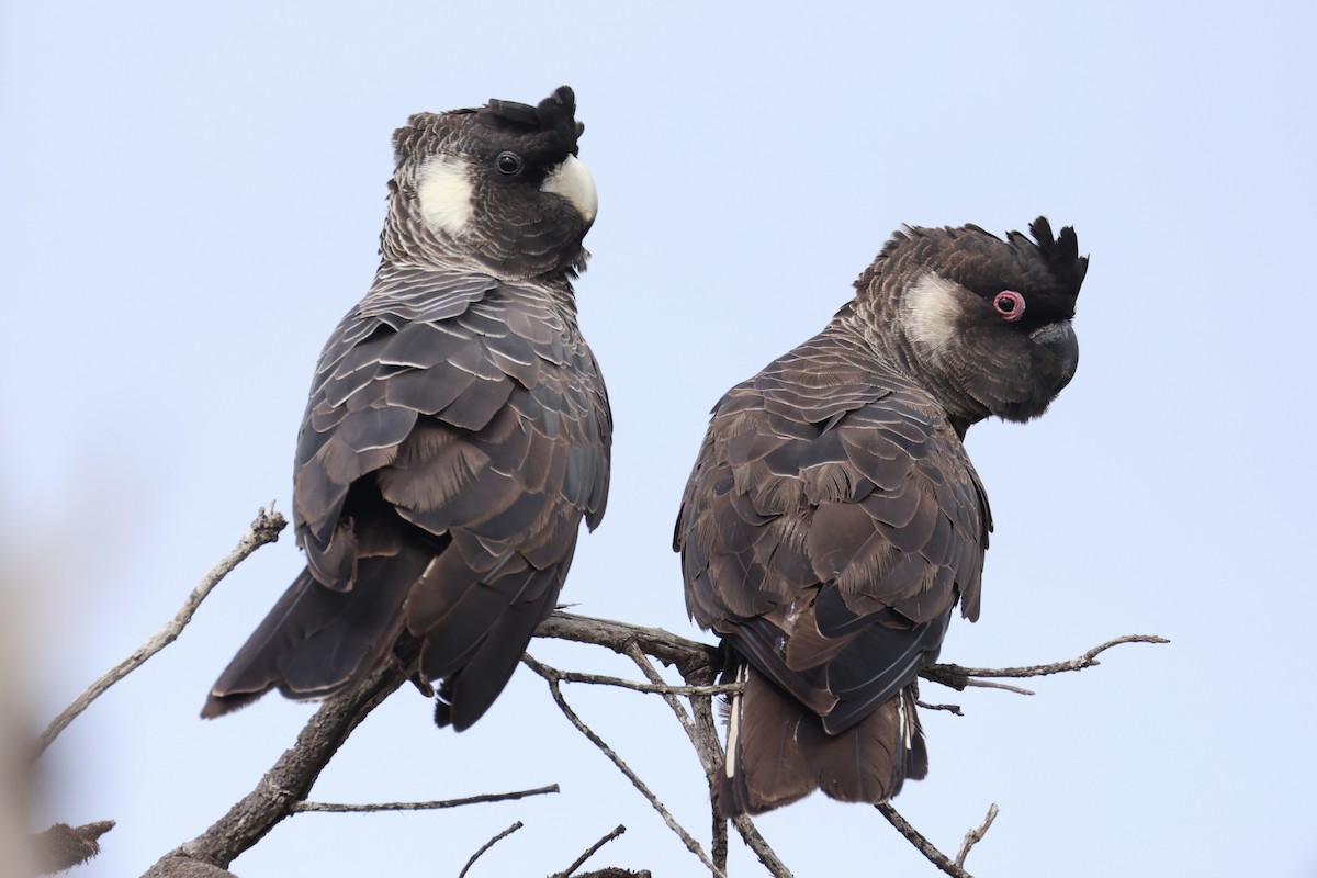 Carnaby's Black-Cockatoo - ML643334999