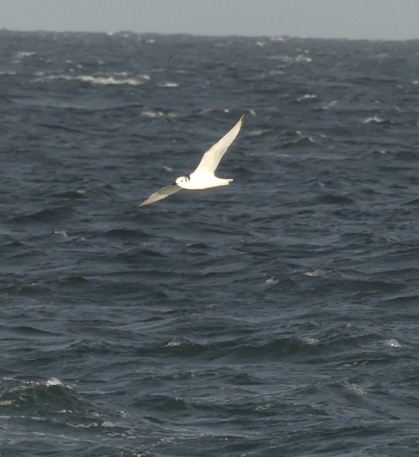 Black-legged Kittiwake - ML643335005