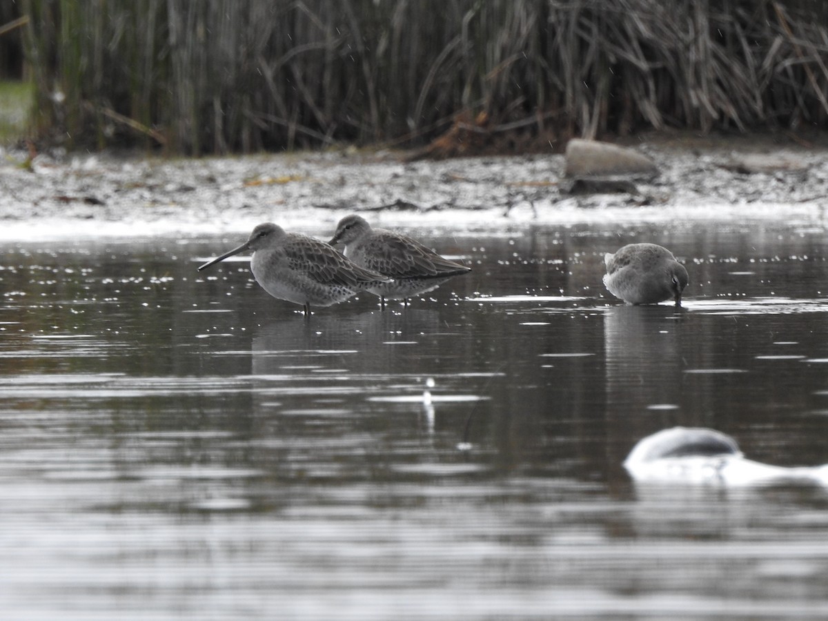 Long-billed Dowitcher - ML643335010