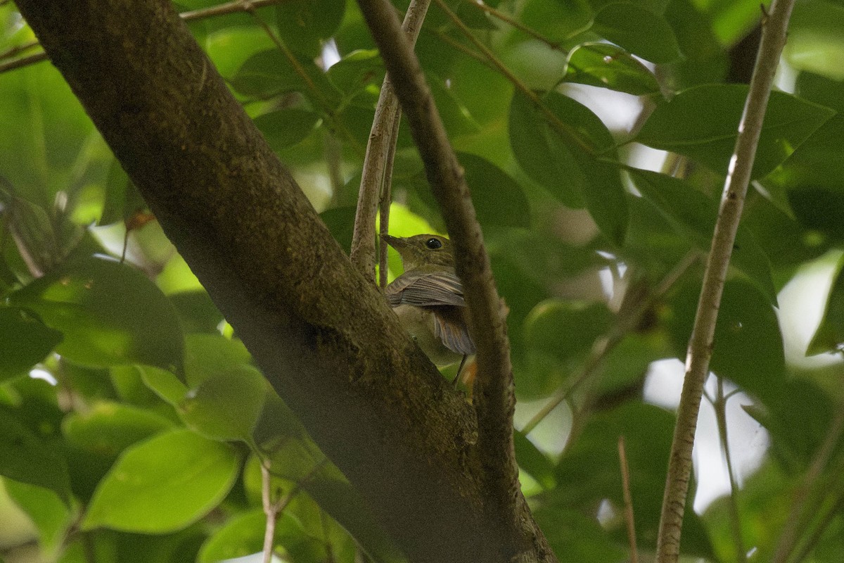 黃眉黃鶲 - ML643335020