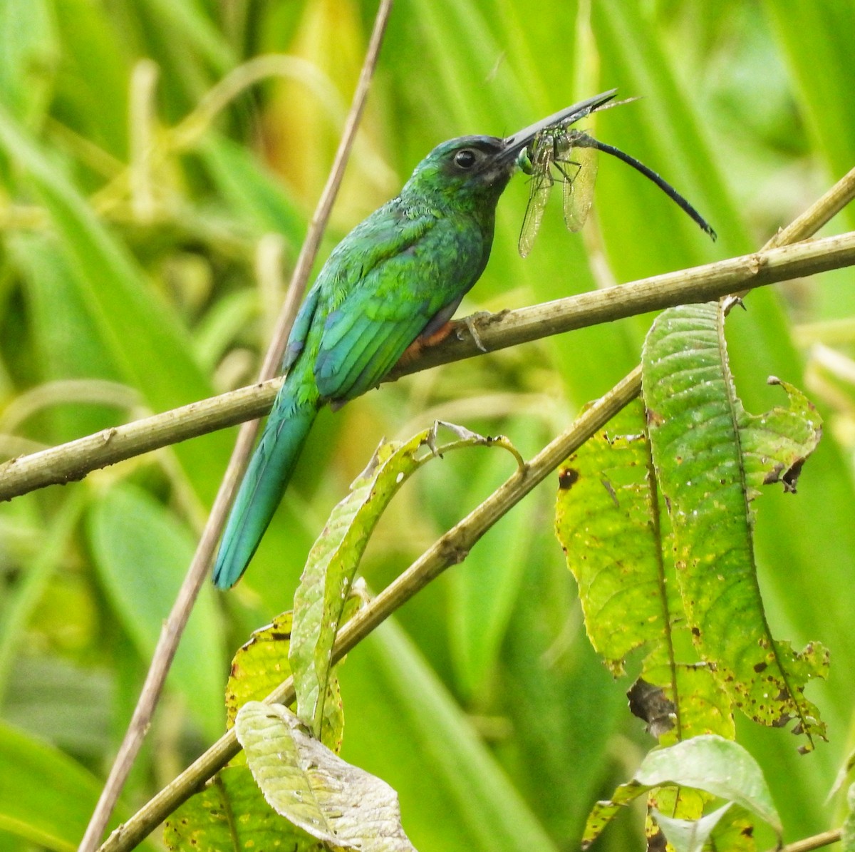 Bluish-fronted Jacamar - ML643335028