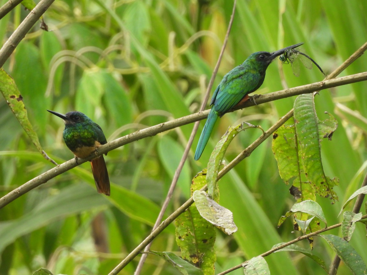 Bluish-fronted Jacamar - ML643335029