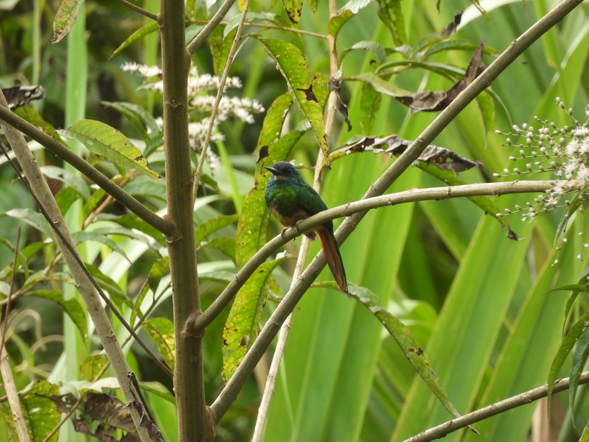 Bluish-fronted Jacamar - ML643335030