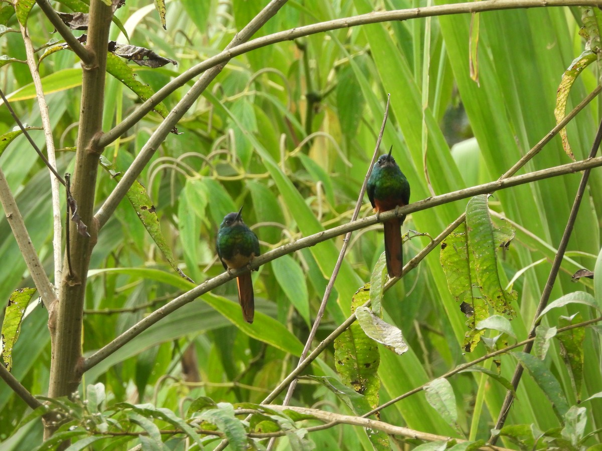 Bluish-fronted Jacamar - ML643335031