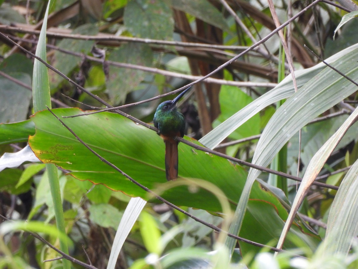 Bluish-fronted Jacamar - ML643335032