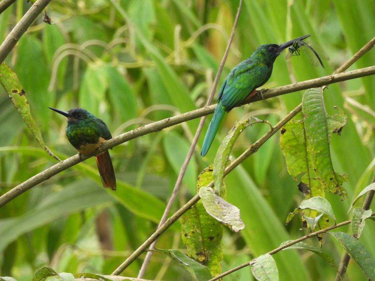 Bluish-fronted Jacamar - ML643335033