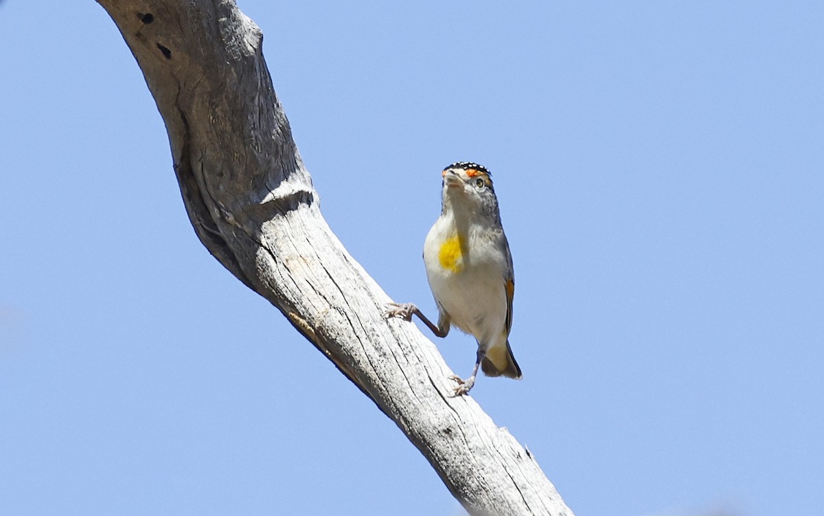 Red-browed Pardalote - ML643335059