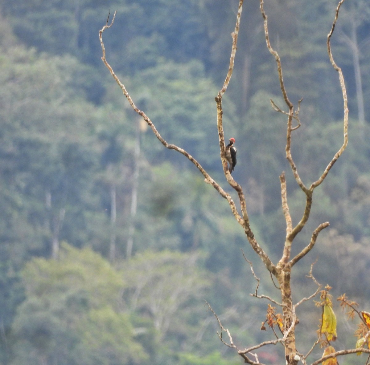 Lineated Woodpecker - ML643335060