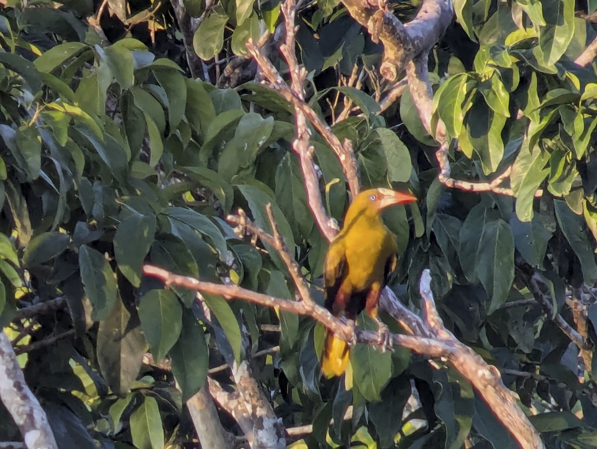 Green Oropendola - ML643335071