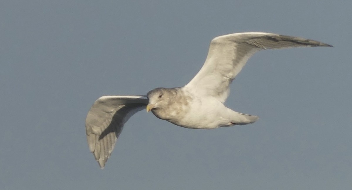 Glaucous-winged Gull - ML643335078