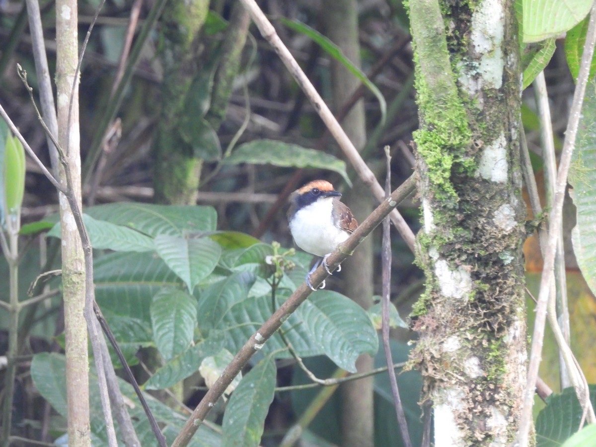 White-browed Antbird - ML643335083