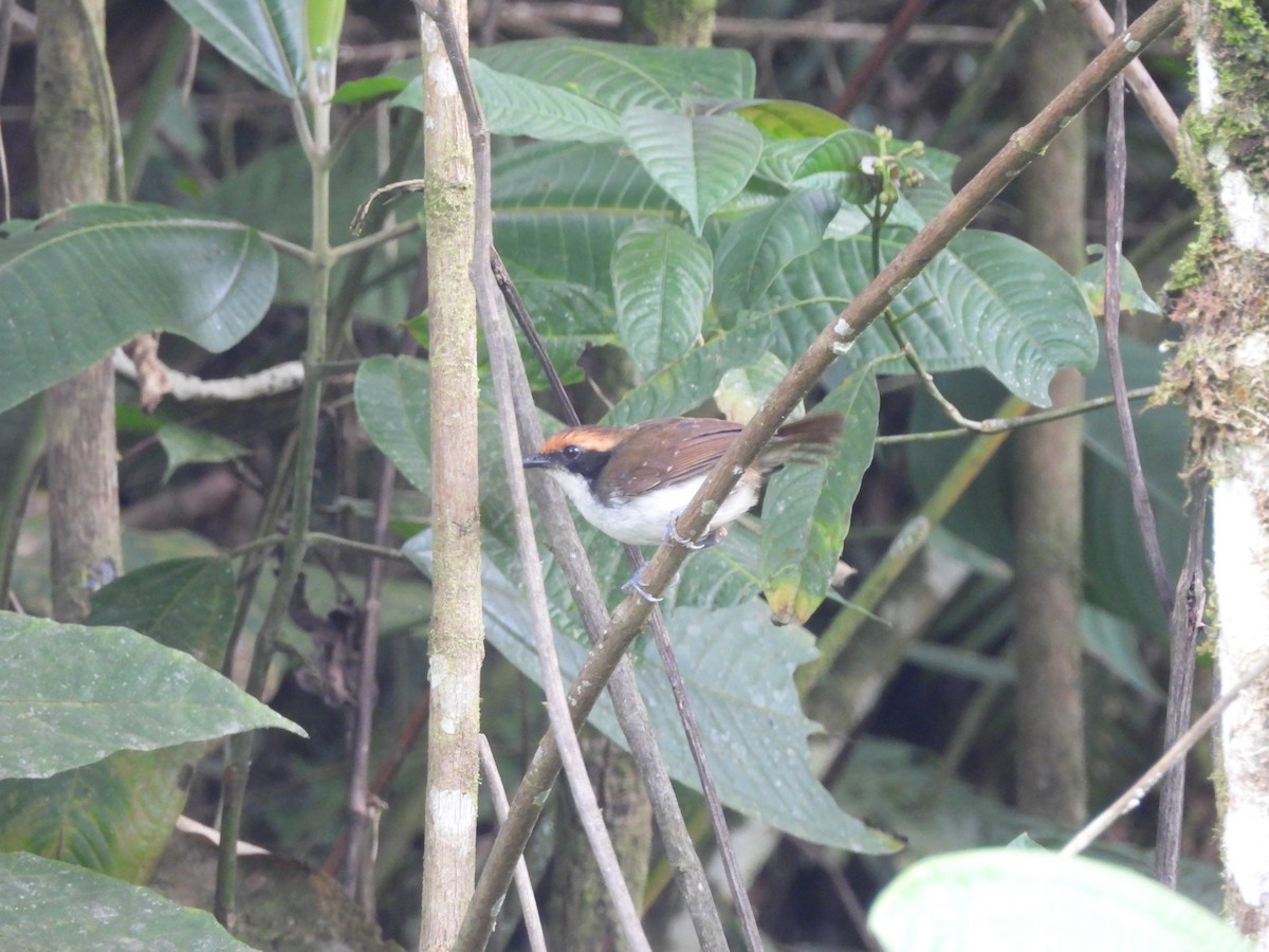White-browed Antbird - ML643335084