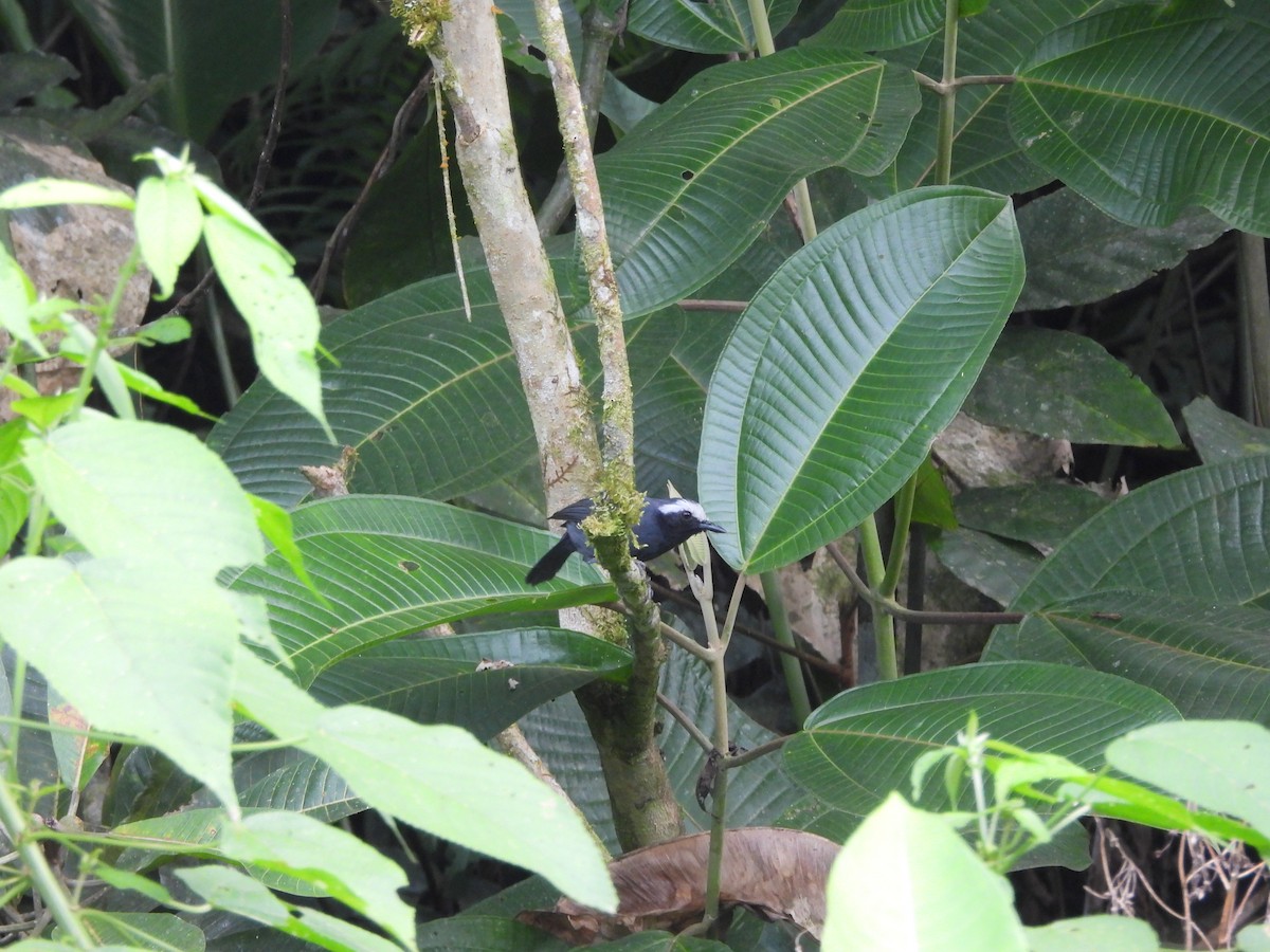 White-browed Antbird - ML643335085