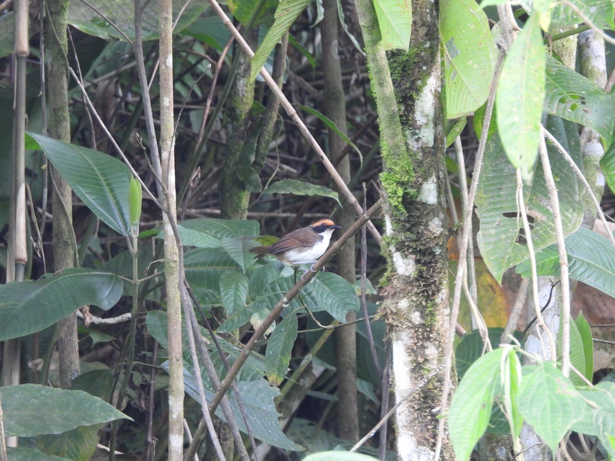 White-browed Antbird - ML643335086