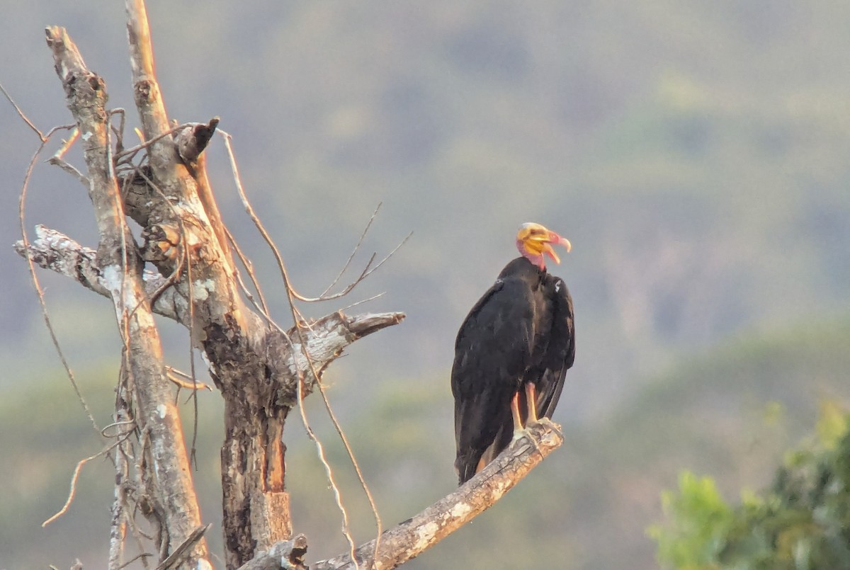 Greater Yellow-headed Vulture - ML643335087