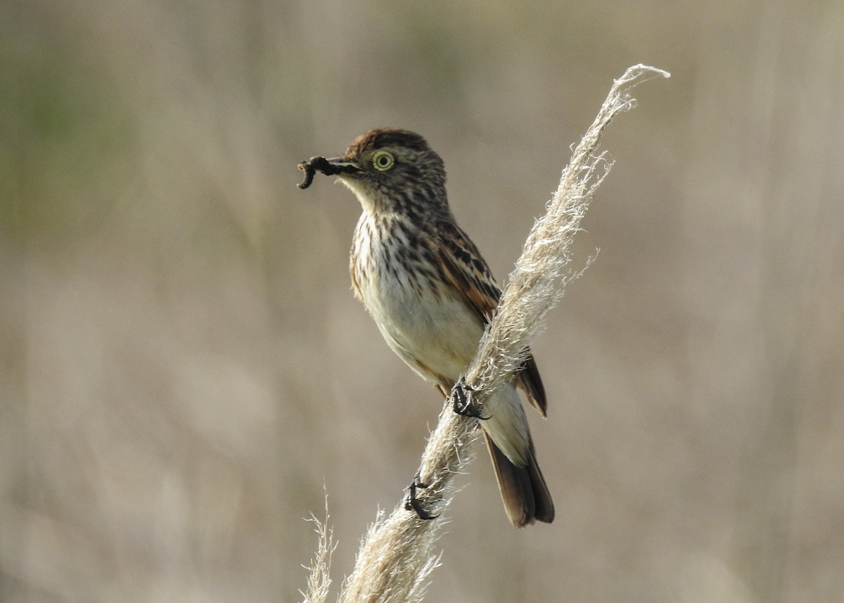 Spectacled Tyrant - ML643335113