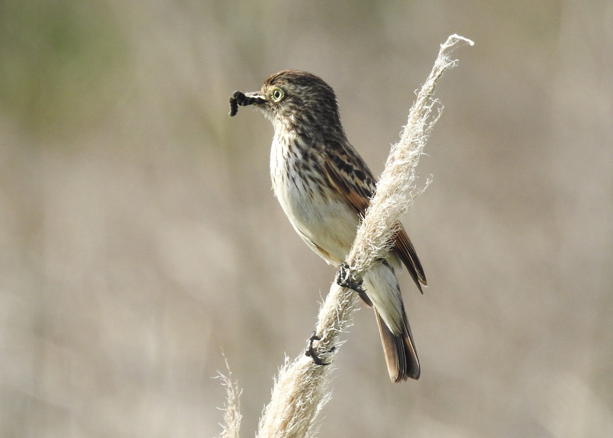 Spectacled Tyrant - ML643335114