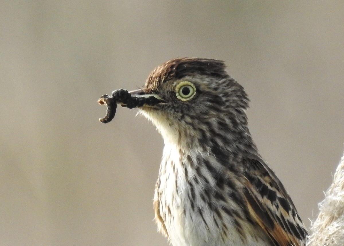Spectacled Tyrant - ML643335115