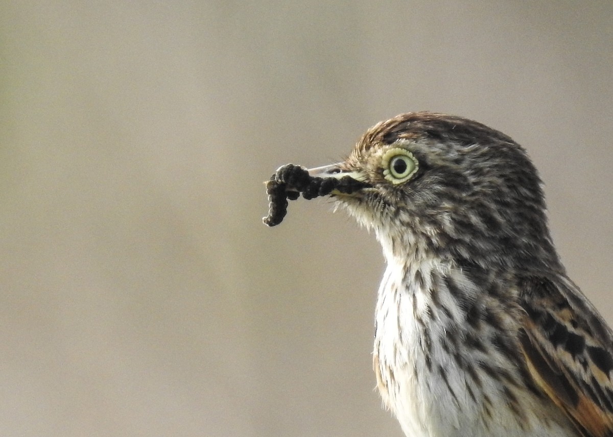 Spectacled Tyrant - ML643335116