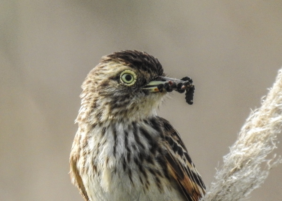 Spectacled Tyrant - ML643335117
