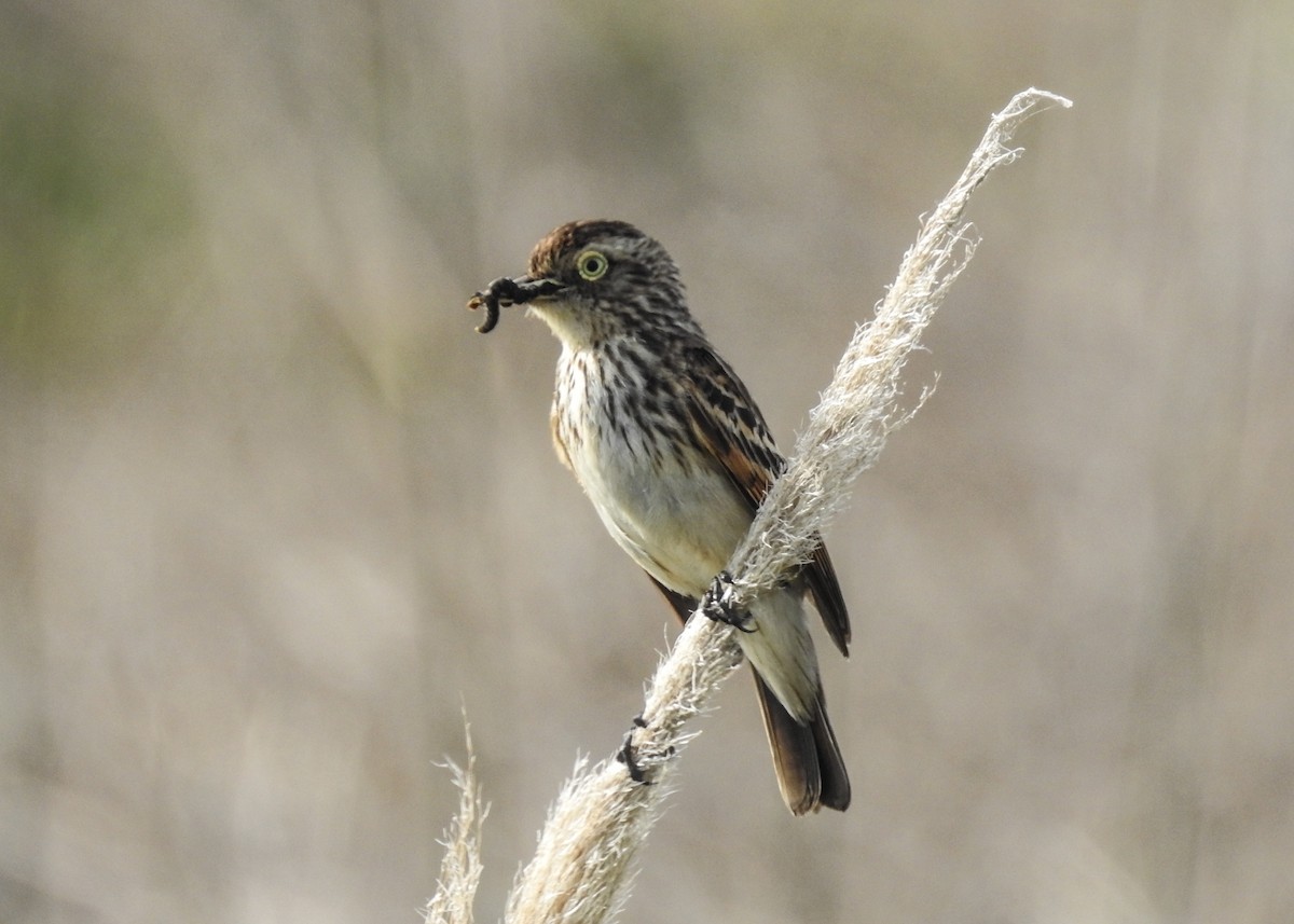 Spectacled Tyrant - ML643335118
