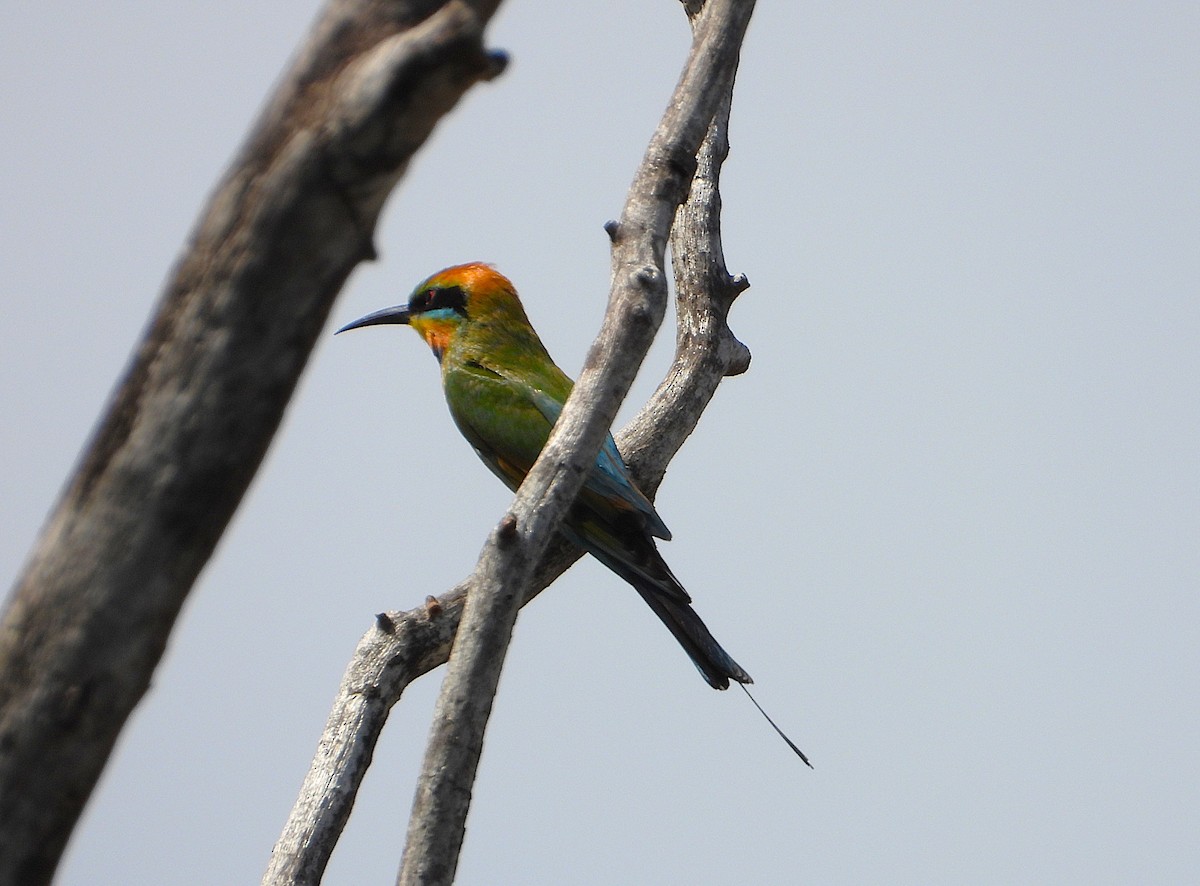 Rainbow Bee-eater - ML643335129