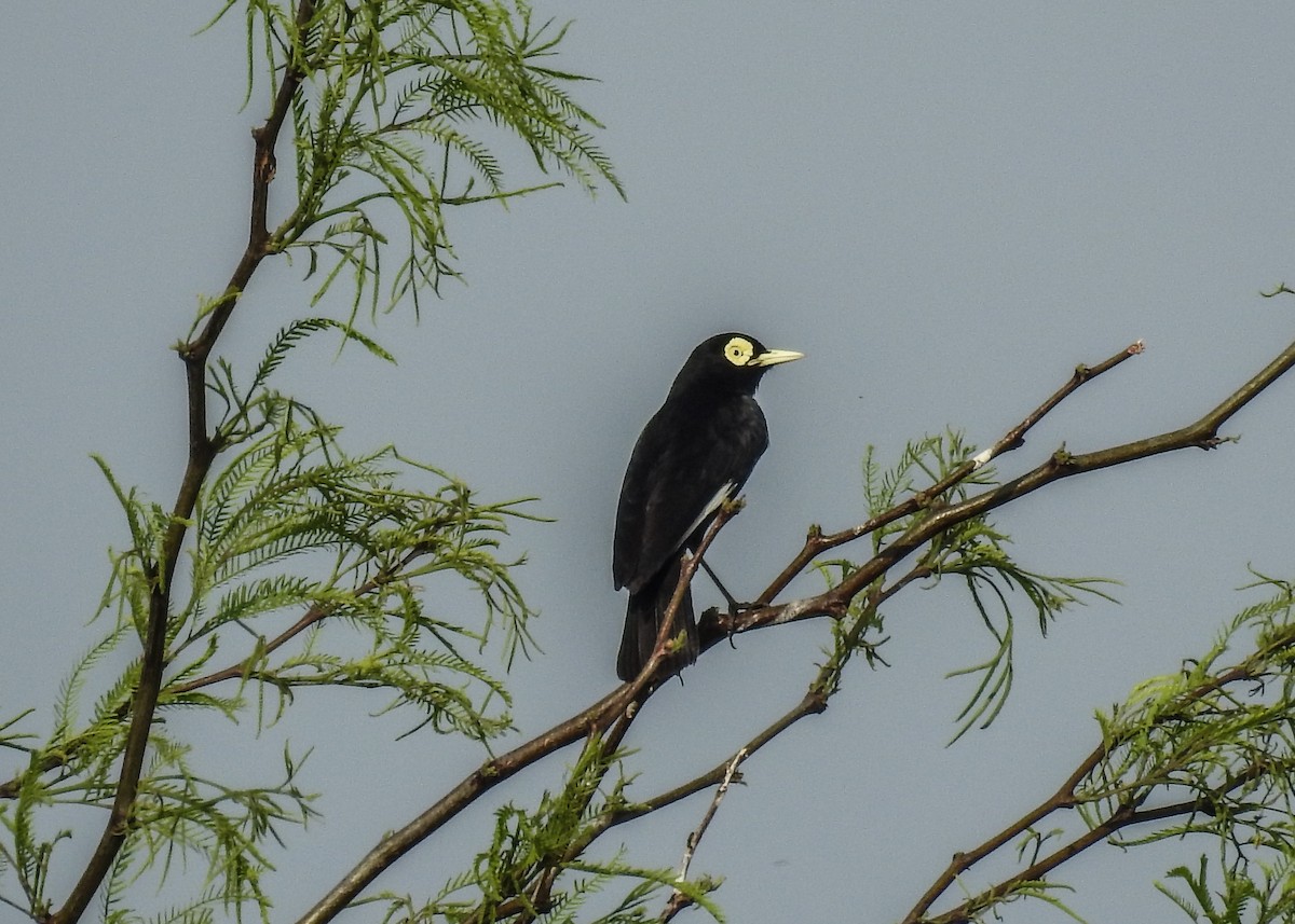 Spectacled Tyrant - ML643335130