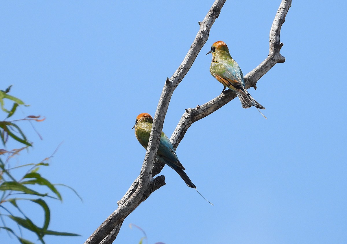 Rainbow Bee-eater - ML643335131