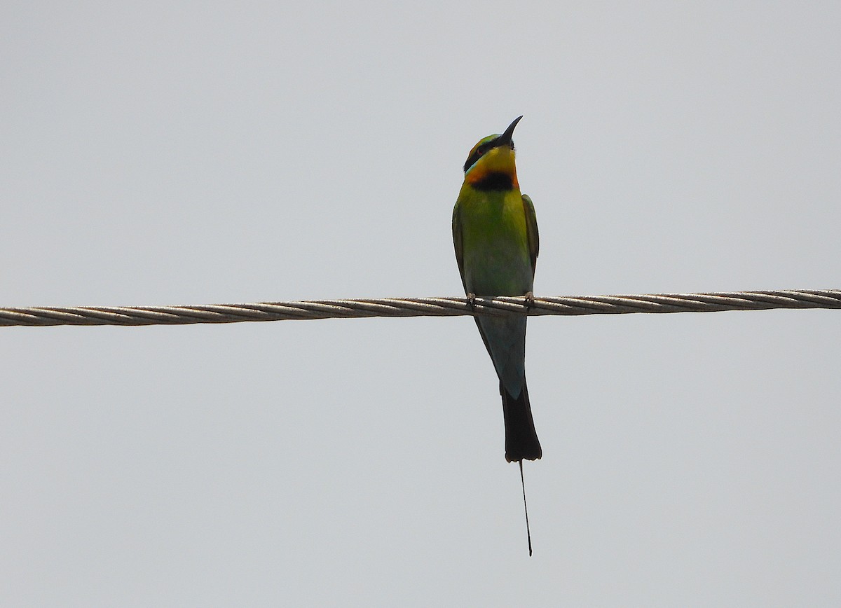Rainbow Bee-eater - ML643335134