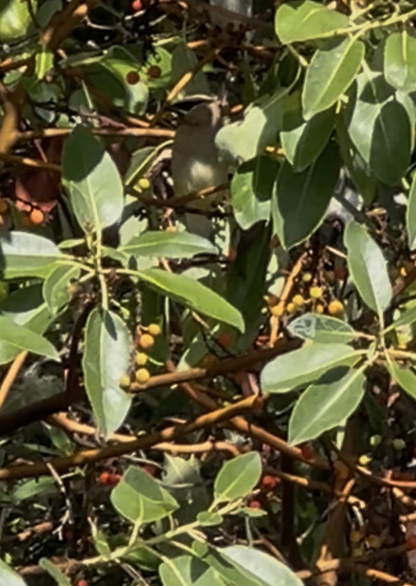 ציצנית אמריקנית - ML643335135