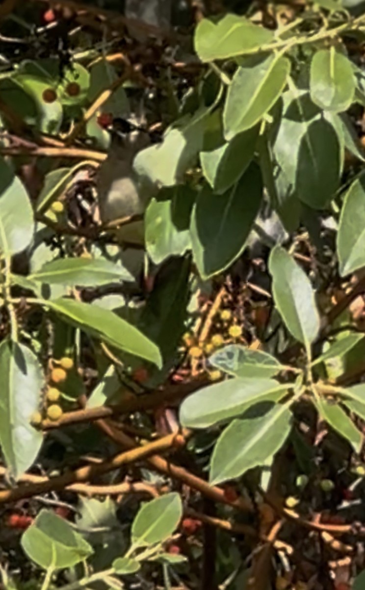 ציצנית אמריקנית - ML643335136