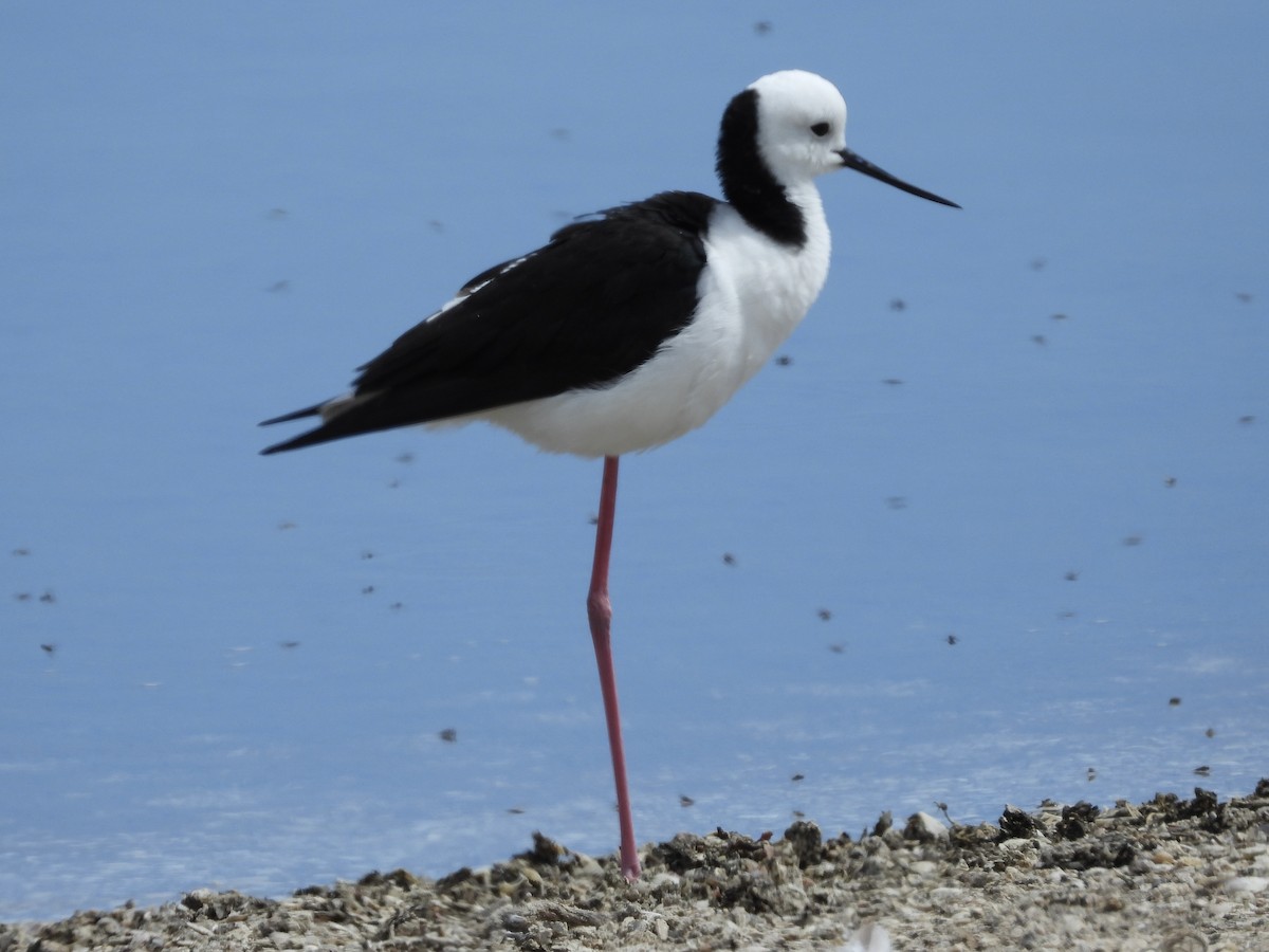 Pied Stilt - ML643335141