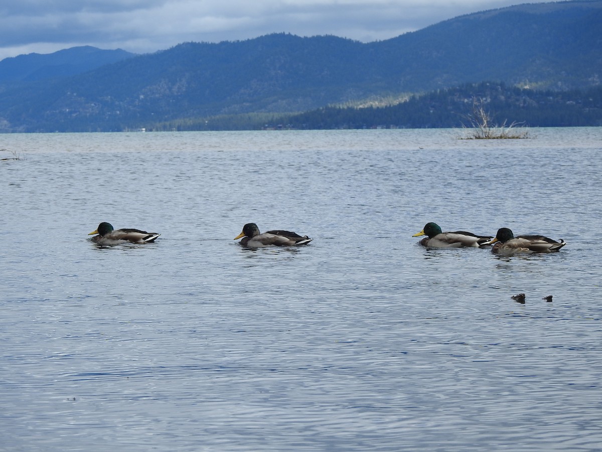 Mallard - ML643335144