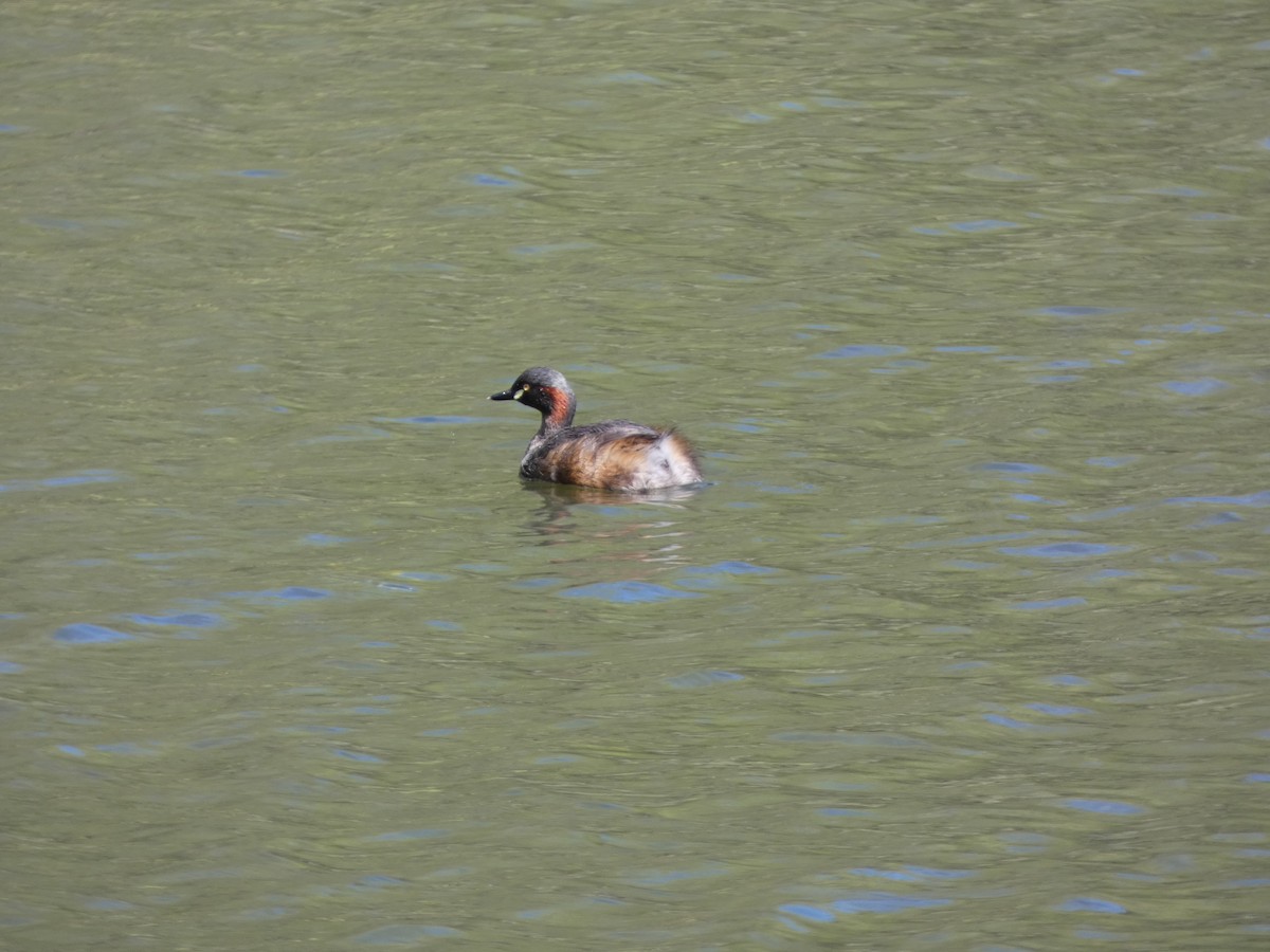 Australasian Grebe - ML643335159
