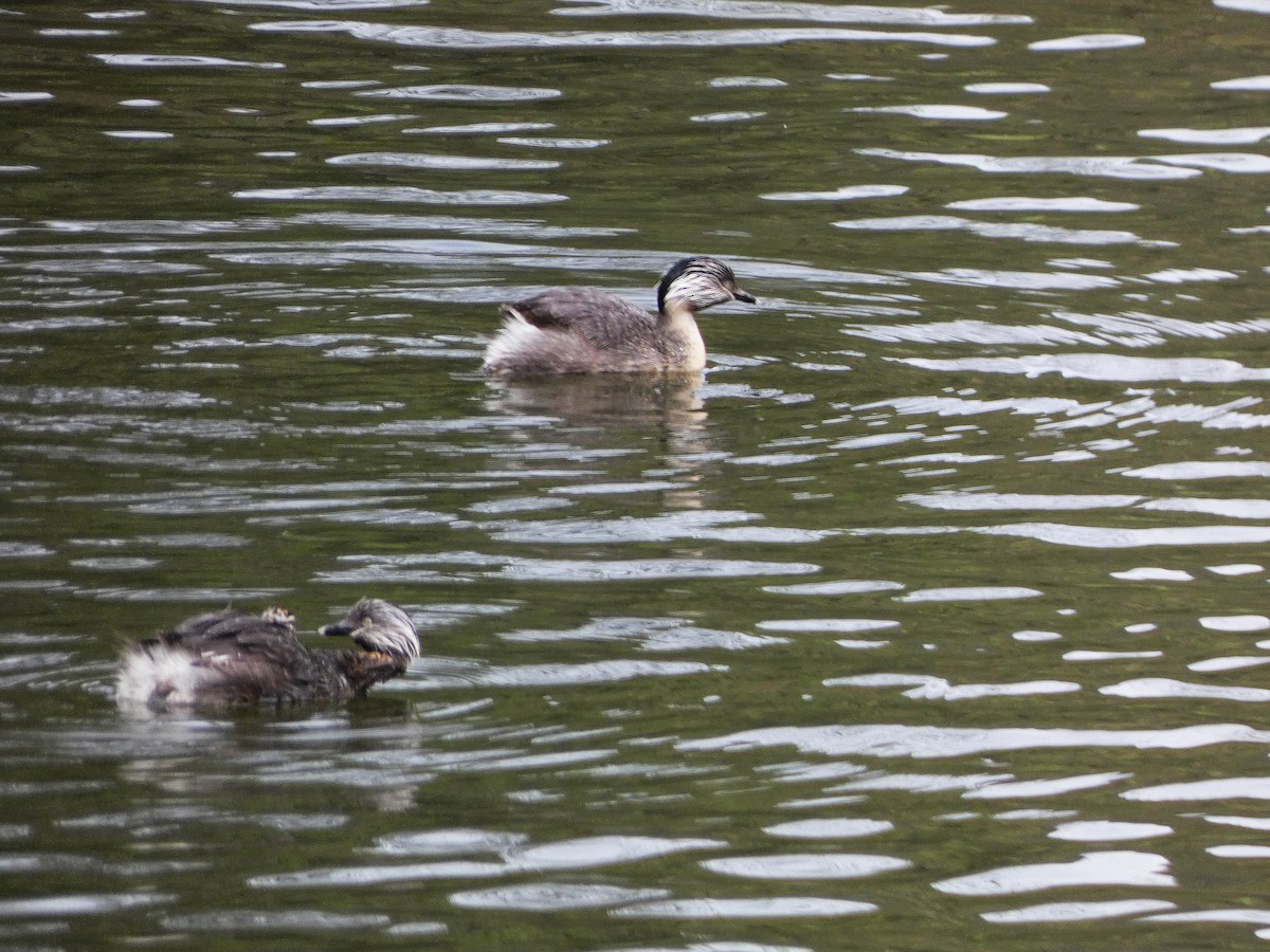 Hoary-headed Grebe - ML643335171