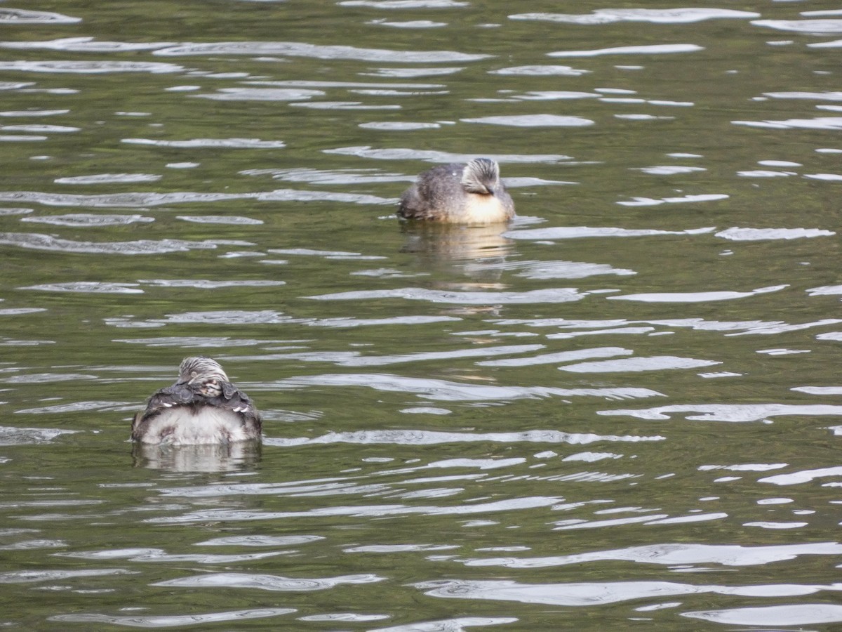 Hoary-headed Grebe - ML643335172